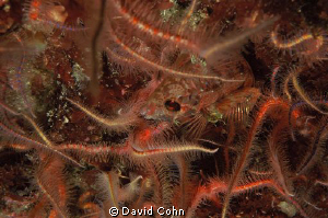 "camouflage" you almost can't see the small fish in this ... by David Cohn 